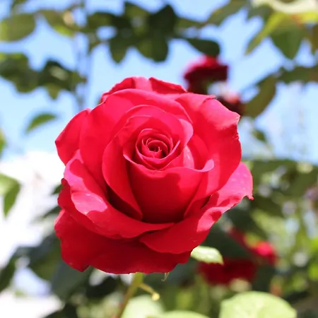 Hotel O Palmo Panarea